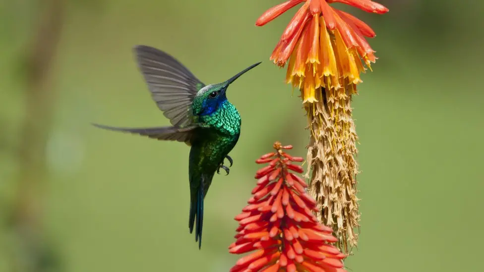 Qu'est-ce que la biodiversité et comment la protéger?