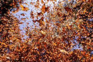 Le changement climatique détruit les papillons monarques